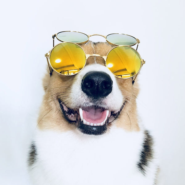 Fashion Eye-wear Sunglasses For Dog-Sunglasses-AULEY